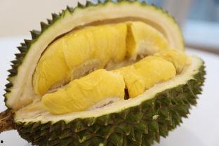 中国产榴莲的产地介绍视频,探寻国产榴莲的产地魅力